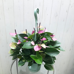 アンスリウム グラシール 5号 吊り鉢 e4314a5df3aa6da406540f7557feab