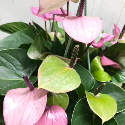 【セール】アンスリウム　ペンデュリフォリウム　No.001　鉢、送料込メルカリ便 アンスリウム ペンデュリフォリウム No.001 鉢、送料込 メルカリ