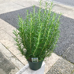 光触媒　人工観葉植物　フェイクグリーン　アーバンシーグレープ1.8 光触媒 人工観葉植物 フェイクグリーン アーバンシーグレープ1.8