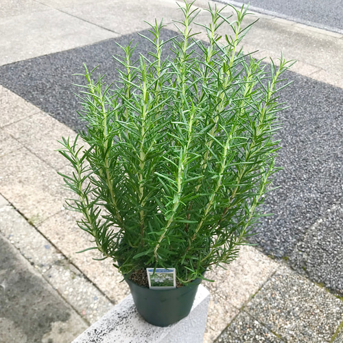 樹形良好 立性 ローズマリー マリンブルー 5号 その他インテリア雑貨