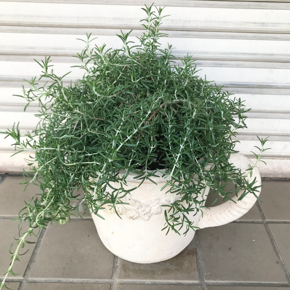 這性品種 ローズマリー アンティーク鉢 その他インテリア雑貨 PLANTS