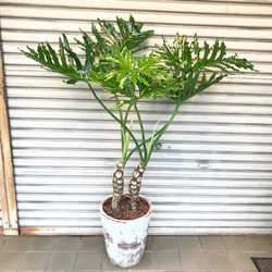 大型♪ 2株立 セローム アンティーク鉢 その他インテリア雑貨 PLANTS