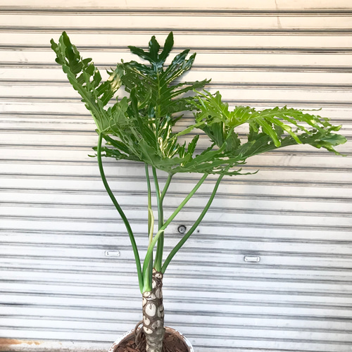 大型♪ 2株立 セローム アンティーク鉢 その他インテリア雑貨