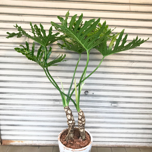 大型♪ 2株立 セローム アンティーク鉢 その他インテリア雑貨 PLANTS