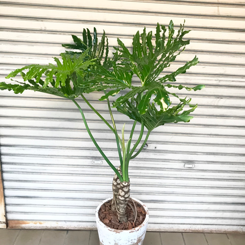 セローム 鉢付き 大型 観葉植物 フェイクグリーン 鉢植え 大きい 観葉植物 鉢 フロアタイプ