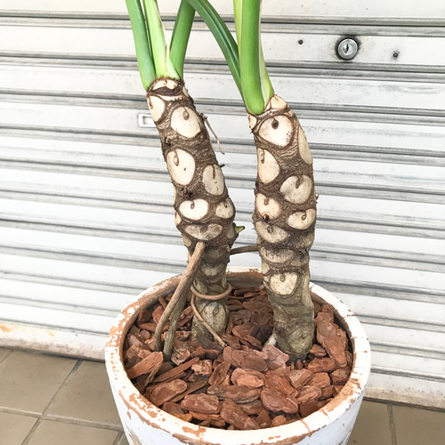 大型♪ 2株立 セローム アンティーク鉢 その他インテリア雑貨