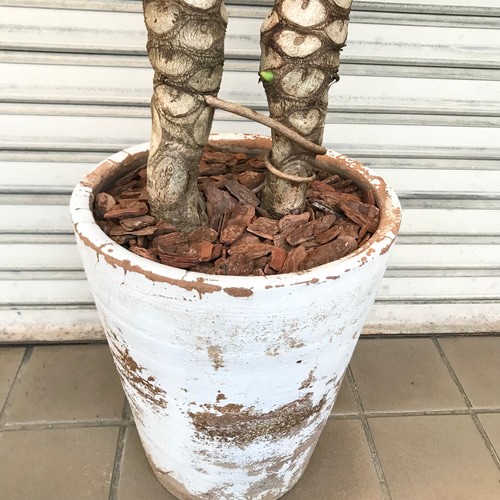 大型♪ 2株立 セローム アンティーク鉢 その他インテリア雑貨 PLANTS