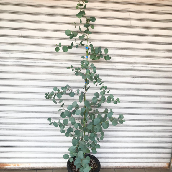 背高め♡ 樹形良好♡ ユーカリ ポポラス 9号 その他インテリア雑貨