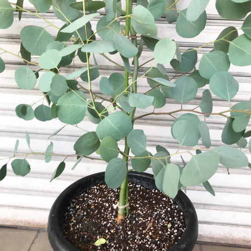 ポポラス　/ 598 18_720x.jpg?v=1673923421