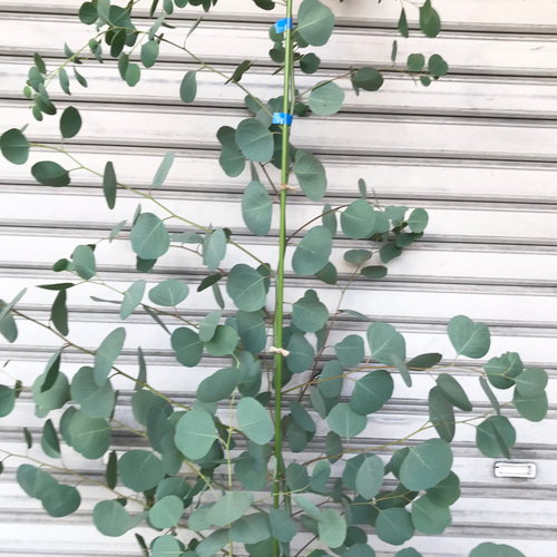 背高め♡ 樹形良好♡ ユーカリ ポポラス 9号 その他インテリア雑貨