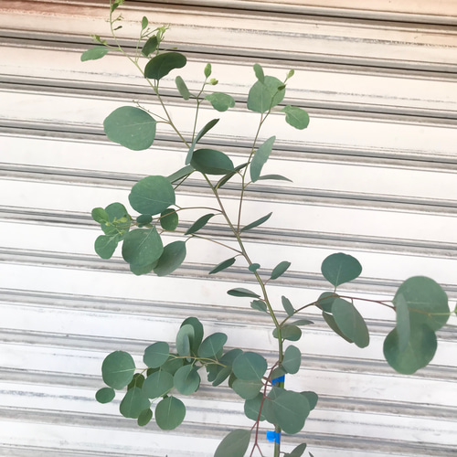 背高め♡ 樹形良好♡ ユーカリ ポポラス 9号 その他インテリア雑貨