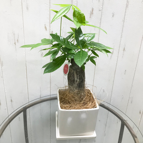 朴仕立て♪ 極太 パキラ スクエア陶器鉢/ホワイト 受皿セット 観葉植物