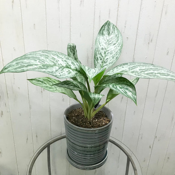 Aglaonema アグラオネマ ドーヴ セラミック鉢 その他インテリア
