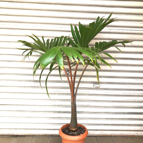 トックリヤシ ② 【公式通販】