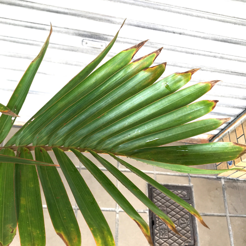 美株 トックリヤシ 徳利ヤシ 8号 その他インテリア雑貨 PLANTS