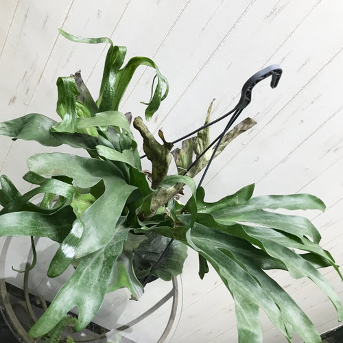 ビカクシダ グランデ コウモリラン 大株 吊り