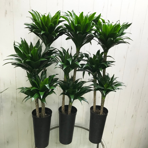 ドラセナ　×３株と、、 ドラセナ×3株と、、