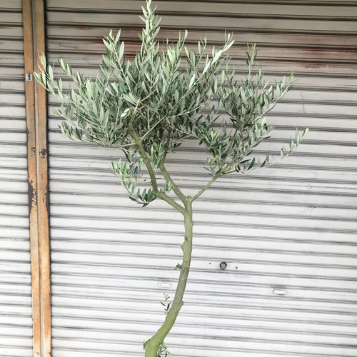 希少 オリーブの木 ピクアル 12号 その他インテリア雑貨 PLANTS SHOP