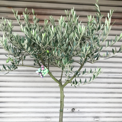 希少 オリーブの木 ピクアル 12号 その他インテリア雑貨 PLANTS SHOP