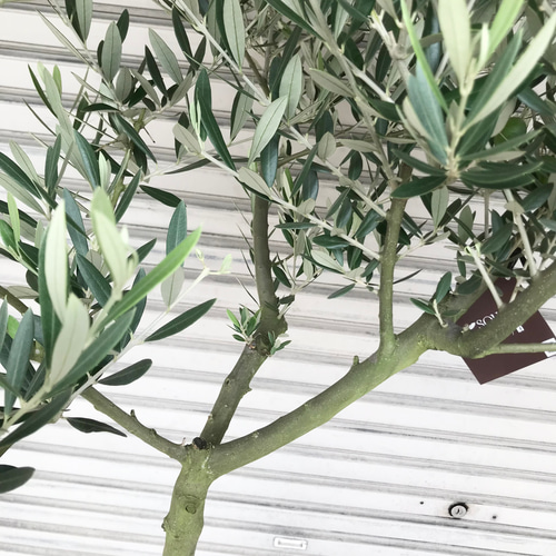 希少 オリーブの木 ピクアル 12号 その他インテリア雑貨 PLANTS SHOP