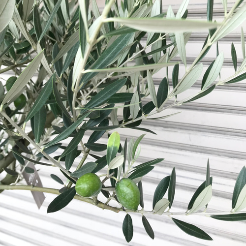 希少 オリーブの木 ピクアル 12号 その他インテリア雑貨 PLANTS SHOP