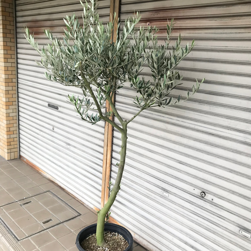 希少 オリーブの木 ピクアル 12号 その他インテリア雑貨 PLANTS