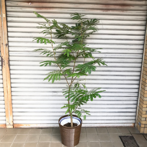 樹形整ってます♡ エバーフレッシュ 鉢カバー付き その他インテリア 