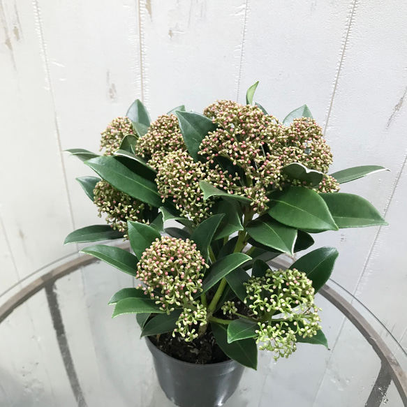 株立ち  SKIMMIA  “PINK DWARF” スキミア ピンクドワーフ 3.5号 2枚目の画像