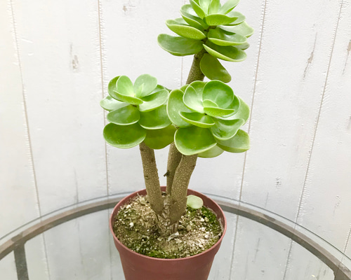 0_edec948ff095aa4b39a630ac947e