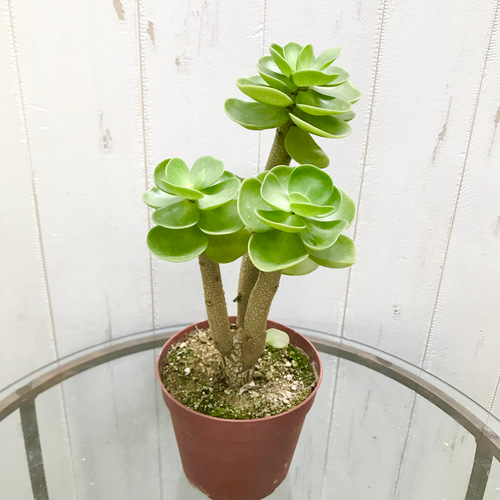 大株 モロコエンシス モロキニエンシス 3.5-4号鉢 その他インテリア