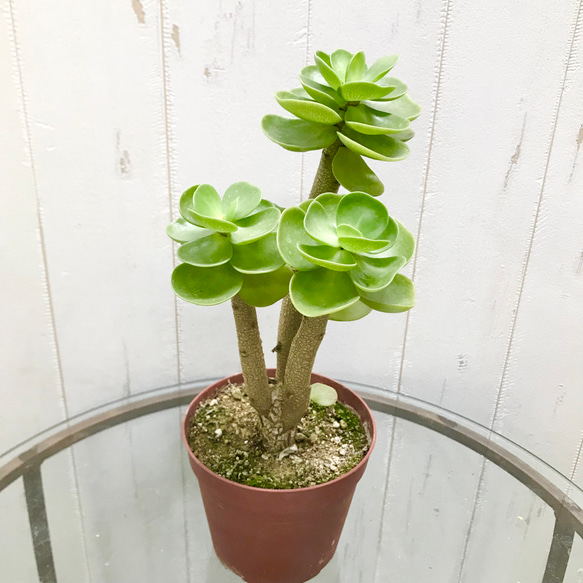 大株 モロコエンシス モロキニエンシス 3.5-4号鉢 その他インテリア