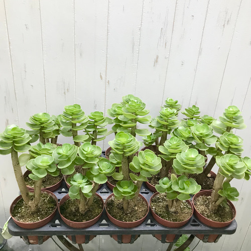 大株 モロコエンシス モロキニエンシス 3.5-4号鉢 その他インテリア