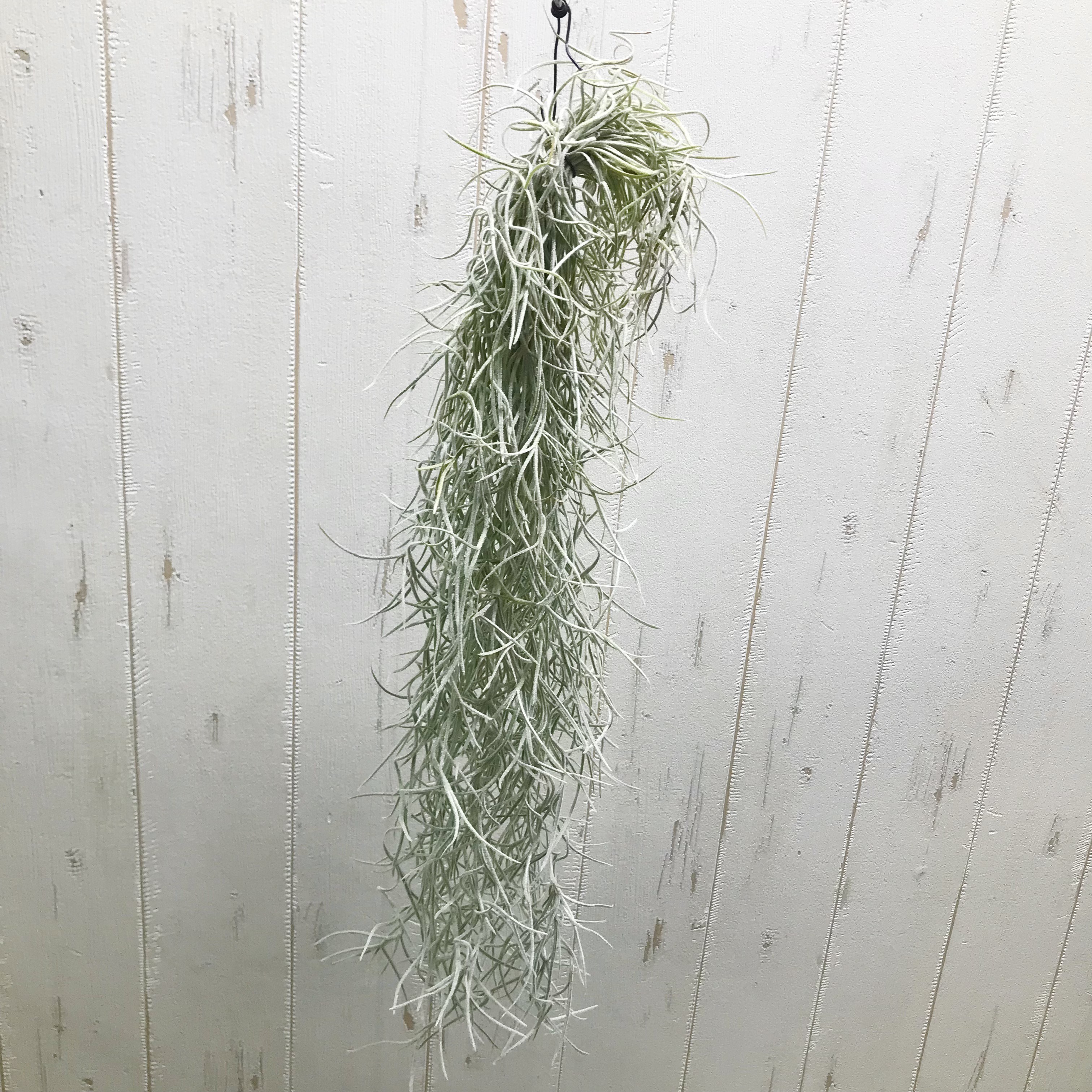 エアプランツ チランジア ウスネオイデス 太葉 Tillandsia