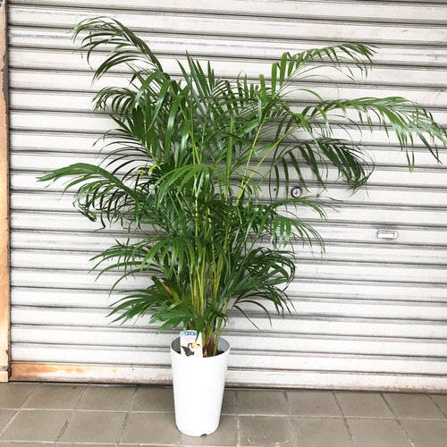 アレカヤシ 南国植物 観葉植物 calm cafe アレカヤシ【大株