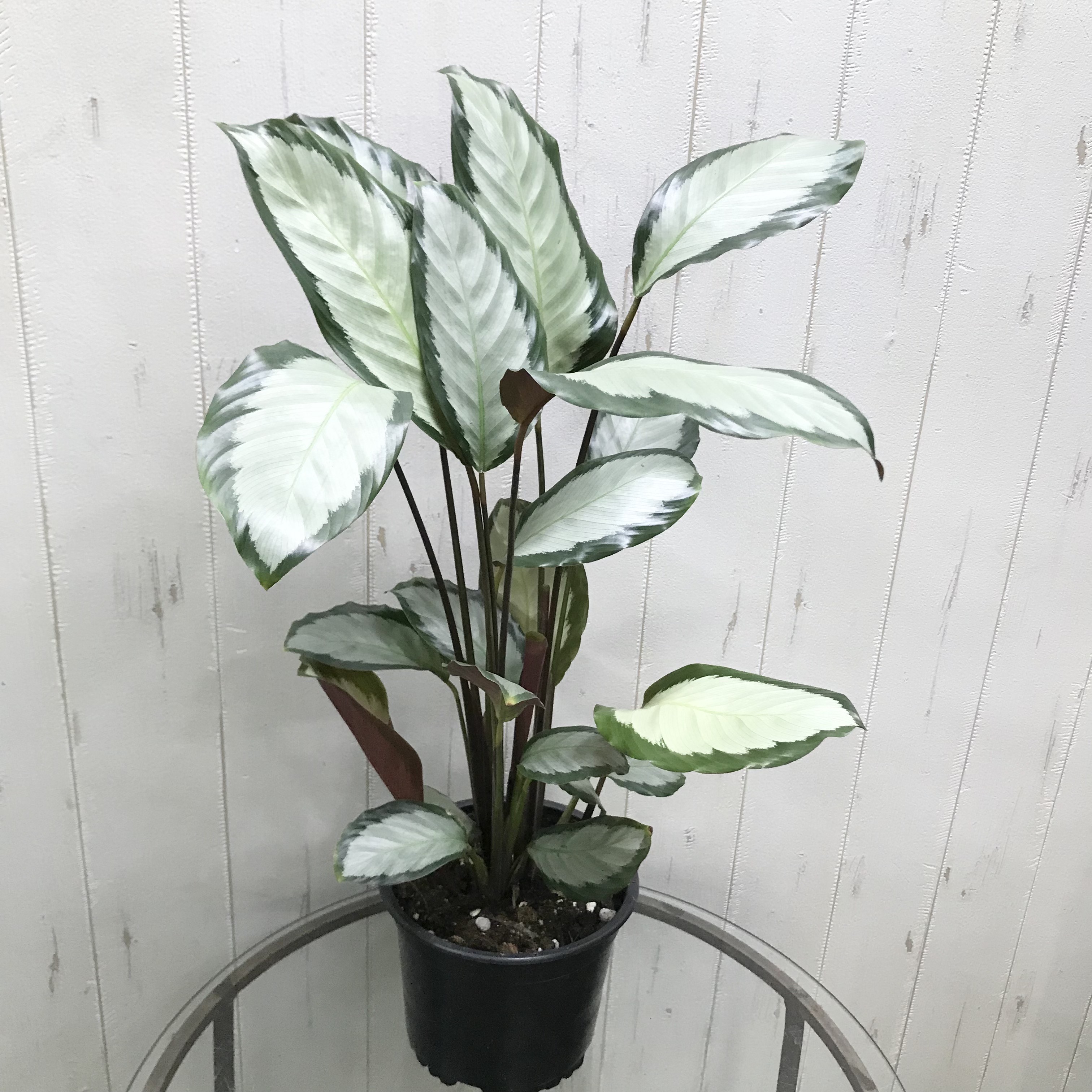 カラテア・ピクツラータ・ジュディス 株立ち Calathea picturata