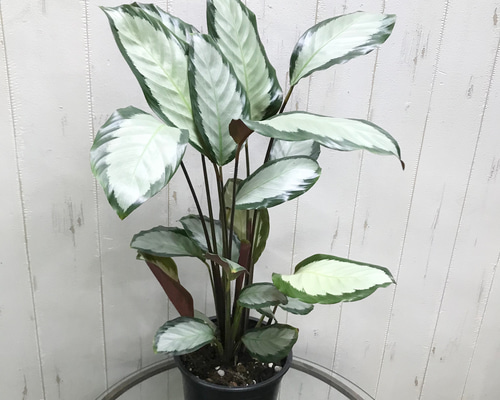 カラテア・ピクツラータ・ジュディス 1_528ef8547627606c8bbcef9b0302