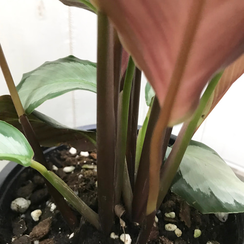 株立ち カラテア ピクツラータ その他インテリア雑貨 PLANTS SHOP