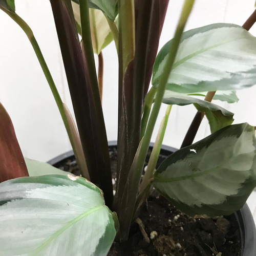 株立ち カラテア ピクツラータ その他インテリア雑貨 PLANTS SHOP