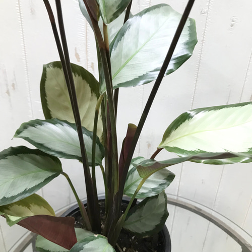 株立ち カラテア ピクツラータ その他インテリア雑貨 PLANTS SHOP