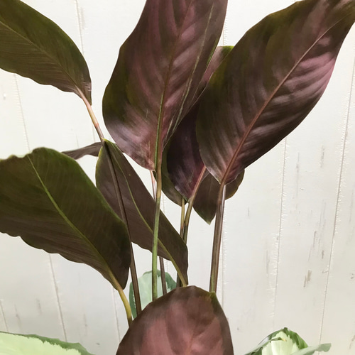 株立ち カラテア ピクツラータ その他インテリア雑貨 PLANTS SHOP