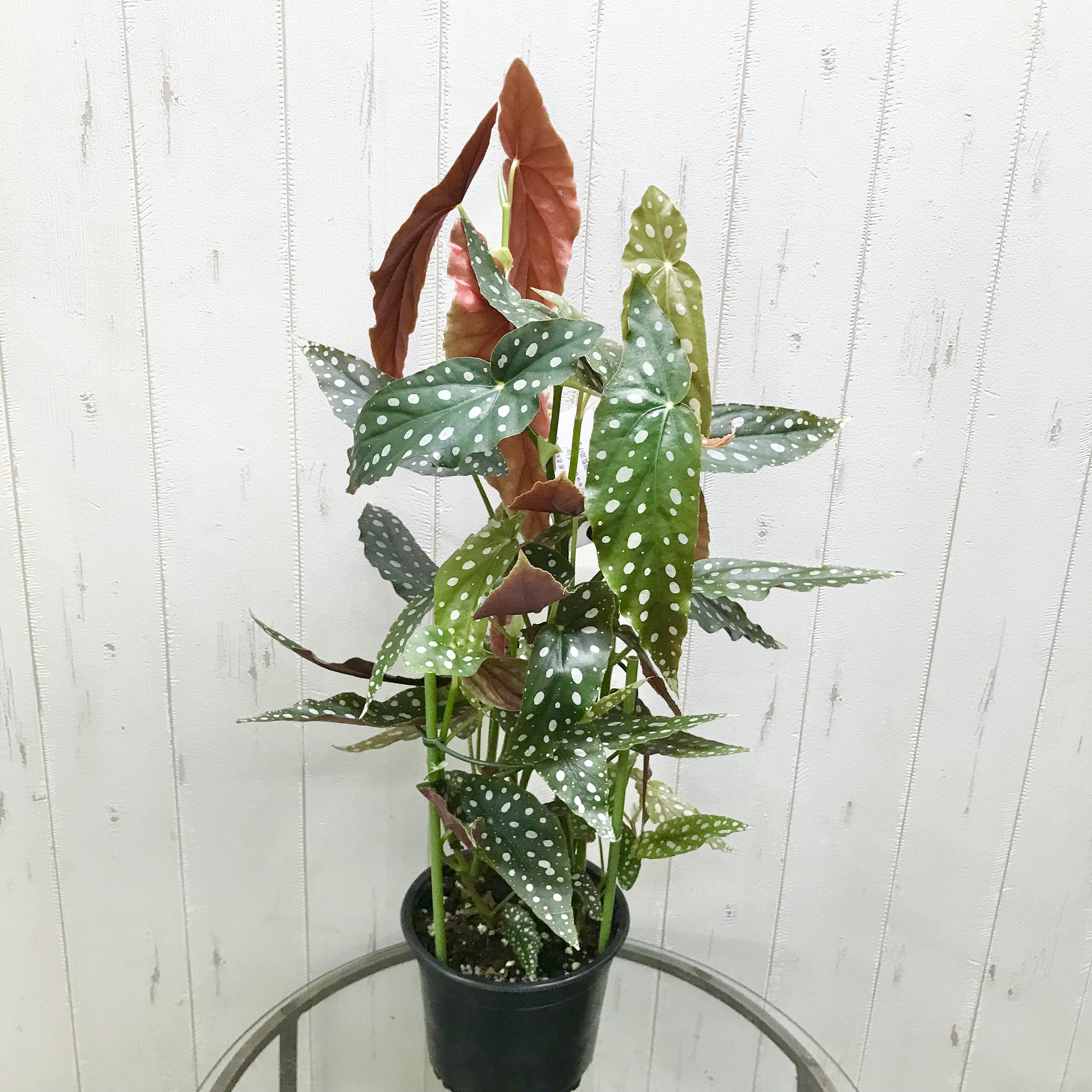 再入荷！  レア種　株立ち  ベゴニア　マクラータ