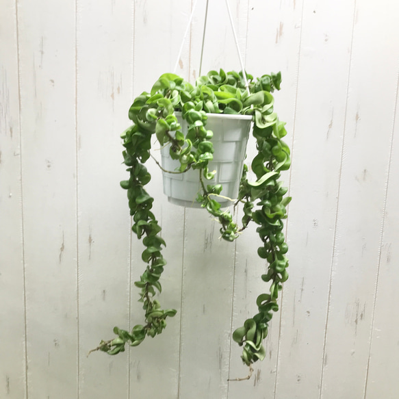 ツル長め！！ ホヤ カルノーサ コンパクタ 吊り鉢 その他インテリア
