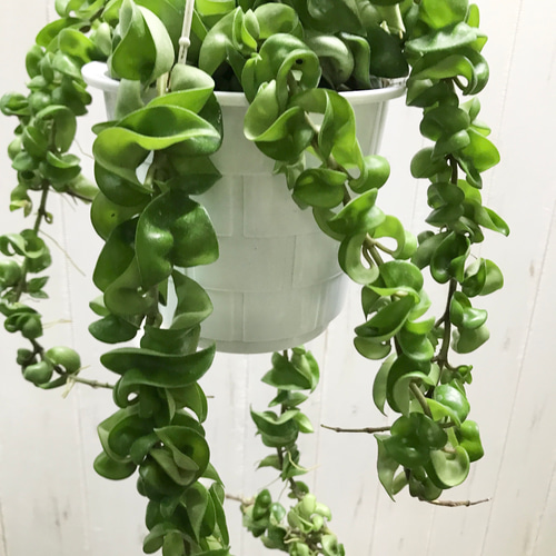 ツル長め！！ ホヤ カルノーサ コンパクタ 吊り鉢 その他インテリア