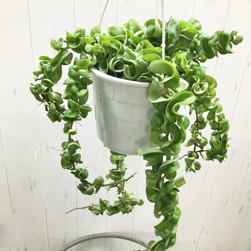 現品】ホヤ・カルノーサ・コンパクタ斑入り 7号吊鉢 M24番 再入荷