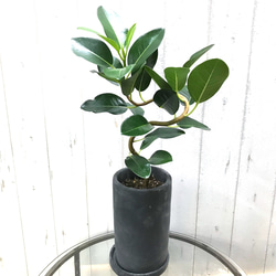 光触媒 人工観葉植物 ウォールグリーン フェイクグリーン ガジュマル