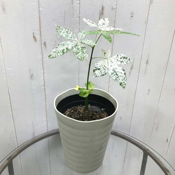 希少 実生 パキラ ミルキーウェイ その他インテリア雑貨 PLANTS 希少 実生 パキラ ミルキーウェイ その他インテリア雑貨 PLANTS