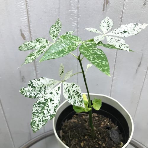 希少 実生 パキラ ミルキーウェイ その他インテリア雑貨 PLANTS 希少 実生 パキラ ミルキーウェイ その他インテリア雑貨 PLANTS
