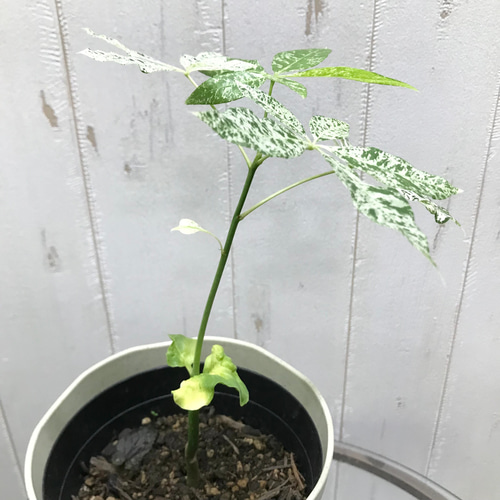 希少 実生 パキラ ミルキーウェイ その他インテリア雑貨 PLANTS 希少 実生 パキラ ミルキーウェイ その他インテリア雑貨 PLANTS