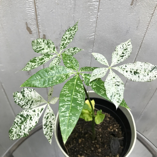 希少 実生 パキラ ミルキーウェイ その他インテリア雑貨 PLANTS