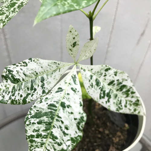【再入荷】希少 パキラ ミルキーウェイ 実生 新芽 Sサイズ 観葉植物 calm 213319cbac37ec4f0218c8bc653aba